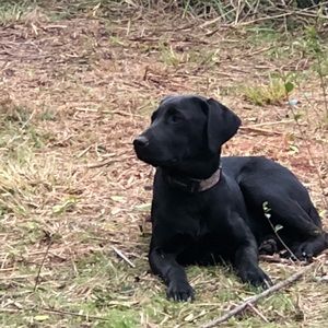 Meet your Posher, Todd